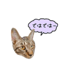 ライムとシンバ（個別スタンプ：11）