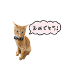 ライムとシンバ（個別スタンプ：12）