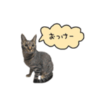 ライムとシンバ（個別スタンプ：13）