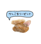 ライムとシンバ（個別スタンプ：14）