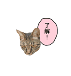 ライムとシンバ（個別スタンプ：15）