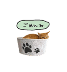 ライムとシンバ（個別スタンプ：16）
