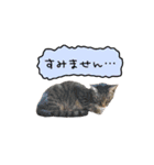ライムとシンバ（個別スタンプ：17）
