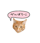 ライムとシンバ（個別スタンプ：19）
