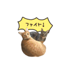 ライムとシンバ（個別スタンプ：20）