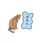 ライムとシンバ（個別スタンプ：21）