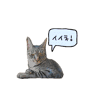 ライムとシンバ（個別スタンプ：22）