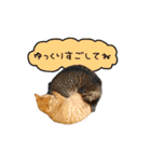 ライムとシンバ（個別スタンプ：23）