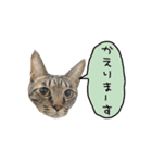 ライムとシンバ（個別スタンプ：24）