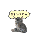 ライムとシンバ（個別スタンプ：26）