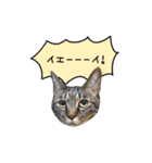 ライムとシンバ（個別スタンプ：31）