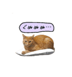 ライムとシンバ（個別スタンプ：33）