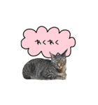 ライムとシンバ（個別スタンプ：34）