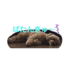 マルプー茶々丸4（個別スタンプ：3）