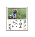 マルプー茶々丸4（個別スタンプ：5）