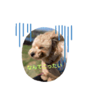 マルプー茶々丸4（個別スタンプ：6）