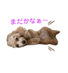 マルプー茶々丸4（個別スタンプ：8）