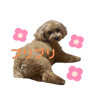 マルプー茶々丸4（個別スタンプ：13）