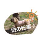 マルプー茶々丸4（個別スタンプ：14）