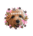 マルプー茶々丸4（個別スタンプ：15）