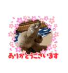 マルプー茶々丸4（個別スタンプ：16）
