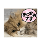 上からまり子（個別スタンプ：1）
