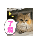 上からまり子（個別スタンプ：3）