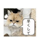 上からまり子（個別スタンプ：5）