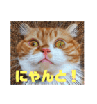 実家のみゅうくん♂️2（個別スタンプ：1）