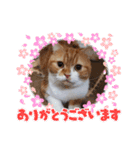 実家のみゅうくん♂️2（個別スタンプ：2）