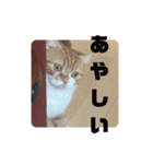 実家のみゅうくん♂️2（個別スタンプ：4）