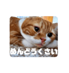 実家のみゅうくん♂️2（個別スタンプ：9）