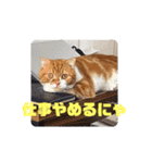 実家のみゅうくん♂️2（個別スタンプ：11）