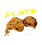 カエル  フレンズ（個別スタンプ：7）