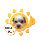ヨークシャーテリアのボンちゃんサンちゃん（個別スタンプ：6）