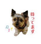 ヨークシャーテリアのボンちゃんサンちゃん（個別スタンプ：13）