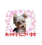 ヨークシャーテリアのボンちゃんサンちゃん（個別スタンプ：14）