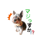 ヨークシャーテリアのボンちゃんサンちゃん（個別スタンプ：16）