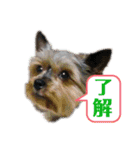 ヨークシャーテリアのボンちゃんサンちゃん（個別スタンプ：18）