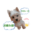 ヨークシャーテリアのボンちゃんサンちゃん（個別スタンプ：20）