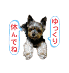 ヨークシャーテリアのボンちゃんサンちゃん（個別スタンプ：21）