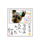 ヨークシャーテリアのボンちゃんサンちゃん（個別スタンプ：22）