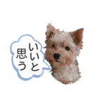 ヨークシャーテリアのボンちゃんサンちゃん（個別スタンプ：23）