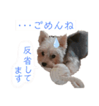 ヨークシャーテリアのボンちゃんサンちゃん（個別スタンプ：25）