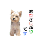 ヨークシャーテリアのボンちゃんサンちゃん（個別スタンプ：28）