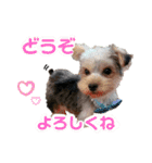 ヨークシャーテリアのボンちゃんサンちゃん（個別スタンプ：30）