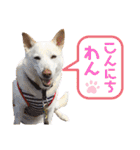 【犬猫mix】季節もの多め・ダジャレ死語等（個別スタンプ：1）