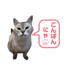 【犬猫mix】季節もの多め・ダジャレ死語等（個別スタンプ：2）