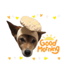 【犬猫mix】季節もの多め・ダジャレ死語等（個別スタンプ：3）