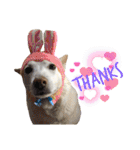 【犬猫mix】季節もの多め・ダジャレ死語等（個別スタンプ：5）